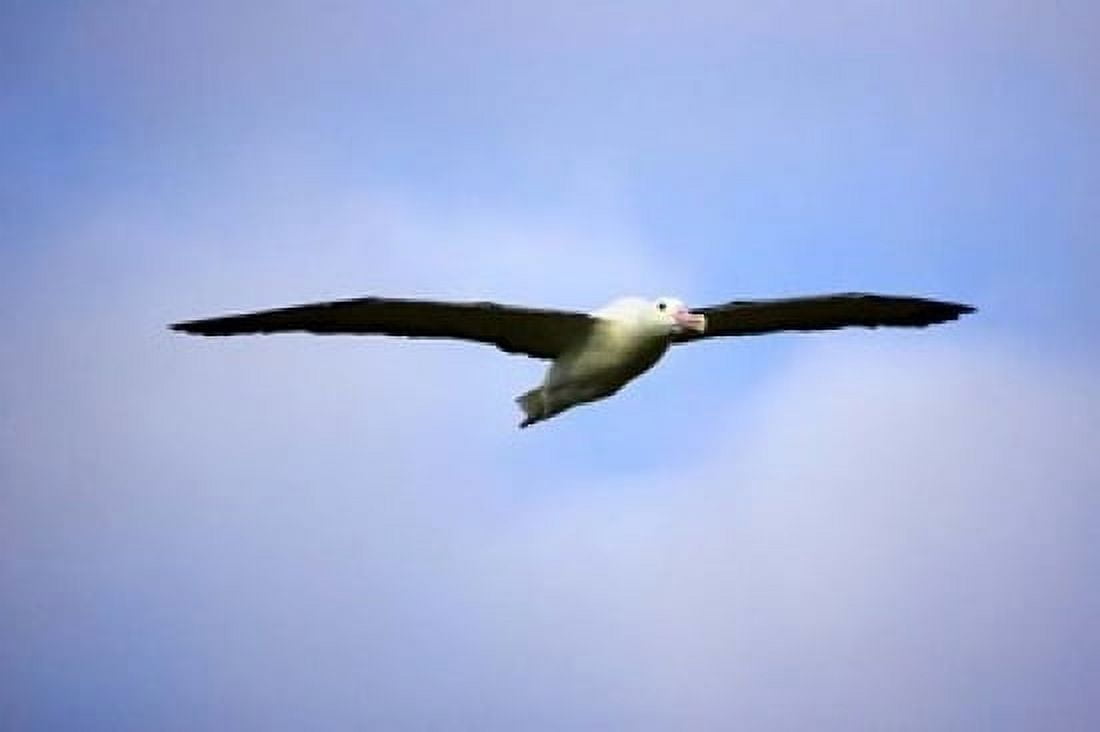 Royal Albatross Dunedin South Island New Zealand Canvas Art - David Wall  DanitaDelimont (17 x 11)