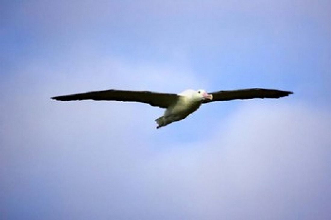 Royal Albatross Dunedin South Island New Zealand Canvas Art - David Wall  DanitaDelimont (34 x 23)
