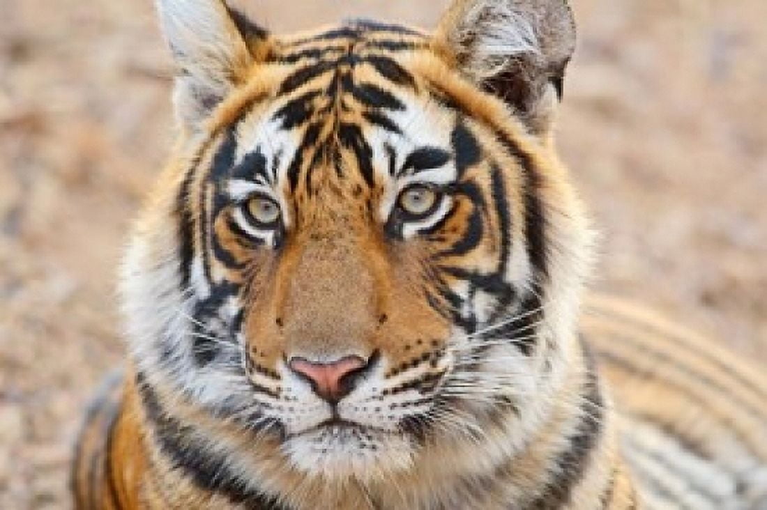 Royal Bengal Tiger Head Ranthambhor National Park India Canvas Art - Jagdeep Rajput DanitaDelimont (36 x 24)