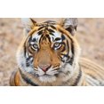 thumbnail image 1 of Royal Bengal Tiger Head, Ranthambhor National Park, India Poster Print by Jagdeep Rajput (36 x 24), 1 of 1
