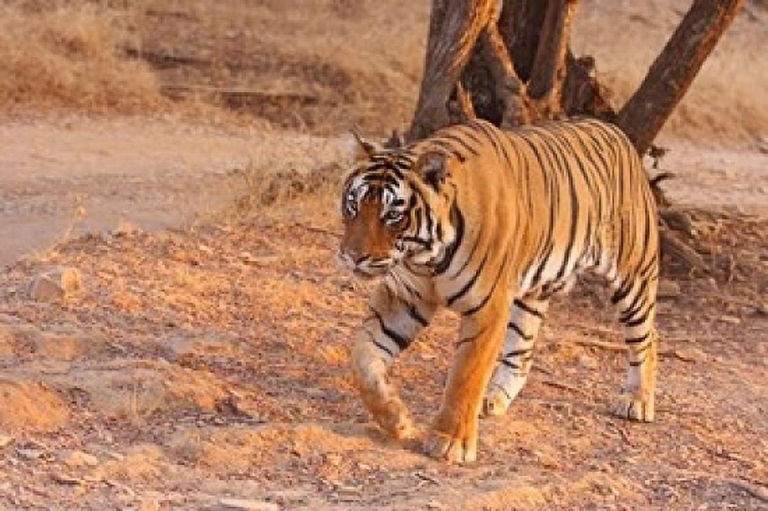 Royal Bengal Tiger India Canvas Art - Jagdeep Rajput DanitaDelimont (36 x 24)