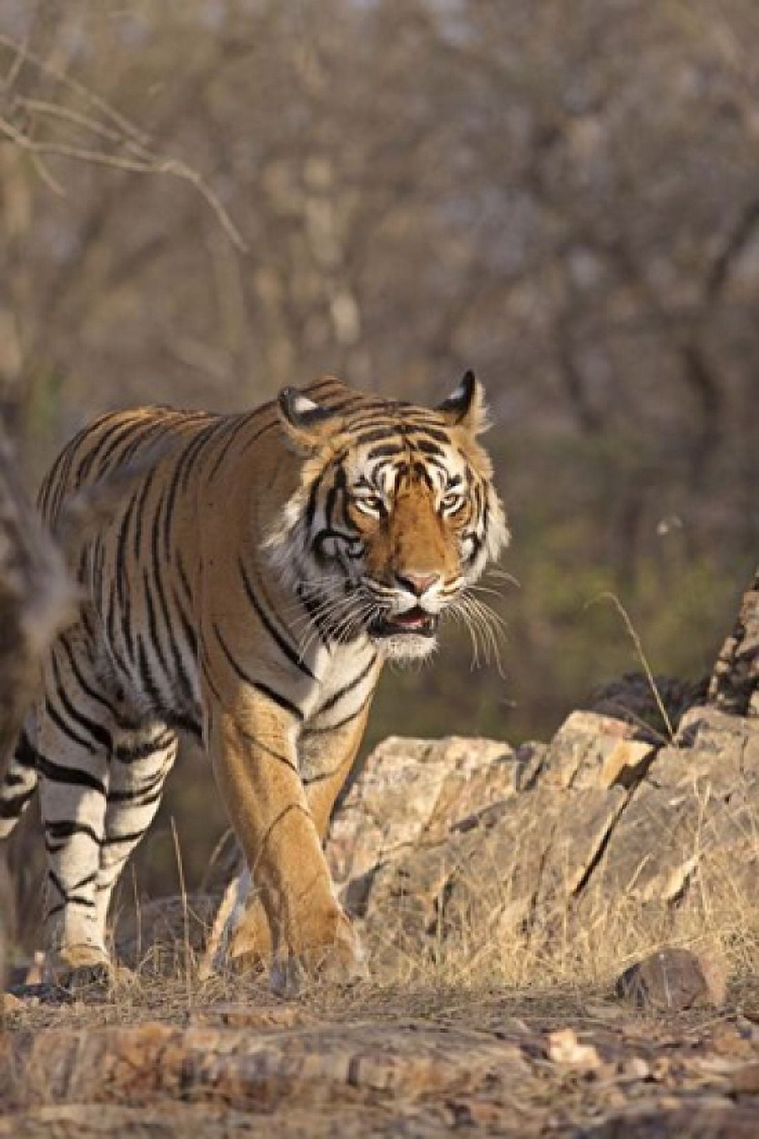 Royal Bengal Tiger On The Move Ranthambhor National Park India Canvas Art - Jagdeep Rajput DanitaDelimont (18 x 26)