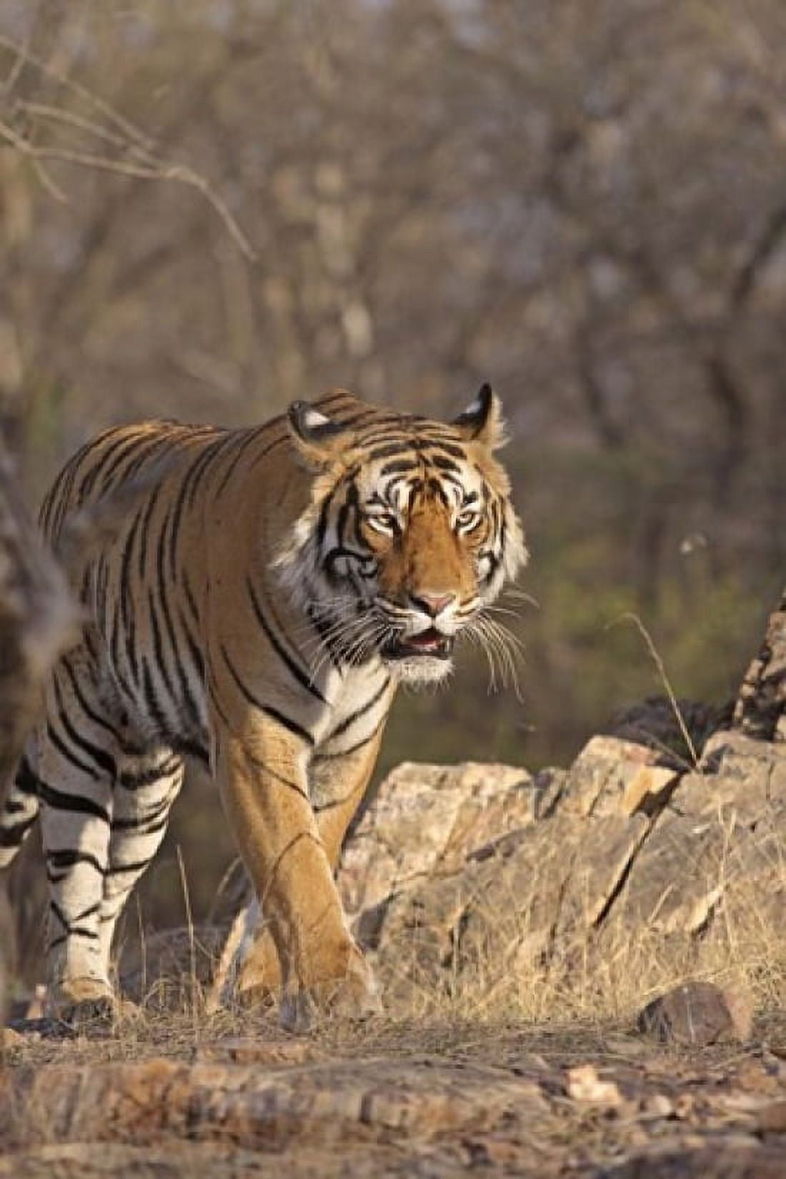Royal Bengal Tiger On The Move Ranthambhor National Park India Canvas Art - Jagdeep Rajput DanitaDelimont (24 x 36)
