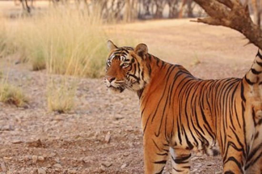 Royal Bengal Tiger Ranthambhor National Park India Canvas Art - Jagdeep Rajput DanitaDelimont (26 x 18)