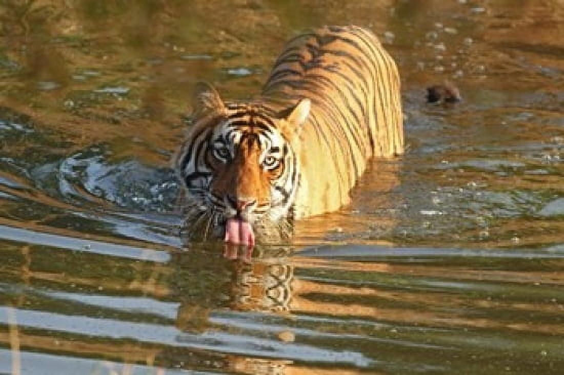 Royal Bengal Tiger in the water Ranthambhor National Park India Canvas Art - Jagdeep Rajput DanitaDelimont (26 x 18)