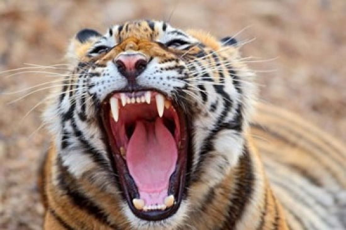 Royal Bengal Tiger mouth Ranthambhor National Park India Canvas Art - Jagdeep Rajput DanitaDelimont (26 x 18)