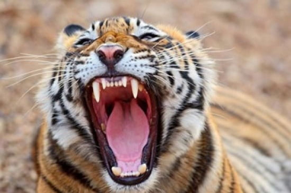 Royal Bengal Tiger mouth Ranthambhor National Park India Canvas Art - Jagdeep Rajput DanitaDelimont (36 x 24)