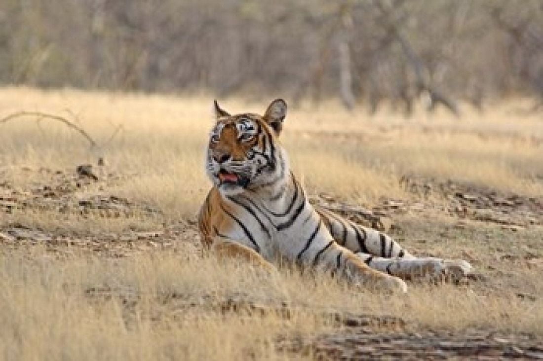 Royal Bengal Tiger resting India Canvas Art - Jagdeep Rajput DanitaDelimont (36 x 24)