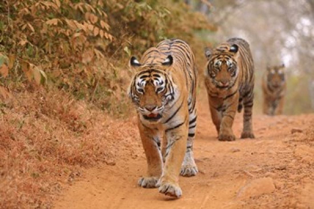 Royal Bengal Tigers Along the Track Ranthambhor National Park India Canvas Art - Jagdeep Rajput DanitaDelimont (26 x 18)