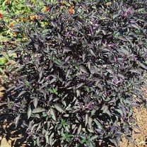 Royal Black Ornamental Hot Pepper Seeds - 300 Mg Packet ~50 Seeds - Non-GMO - Vegetable Garden - Capsicum annuum