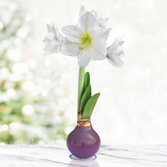 Royal Blooms Waxed Amaryllis Flower Bulb with Stand, Grow Real Blooming Indoor Spring Flowers, No Water Needed