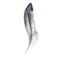 thumbnail image 1 of Royal Blue Tip Feather I Poster Print by Diannart, 1 of 3