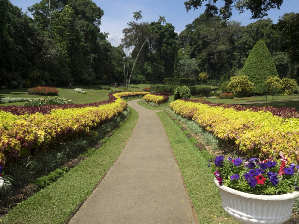 Royal Botanical Gardens Peradeniya Kandy Central Province Sri Lanka Canvas Art - Panoramic Images (12 x 16)