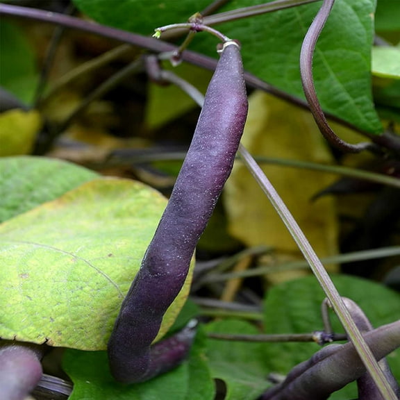 Royal Burgundy Bush Bean Seeds - 25 Lb Bulk - Non-GMO, Heirloom Green Snap Bean Seeds - Vegetable Garden Seeds