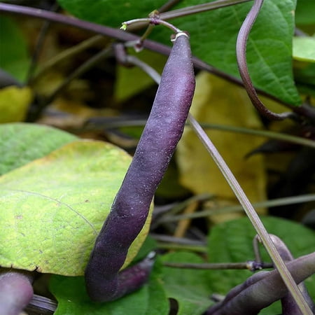 Royal Burgundy Bush Bean Seed - 1 Lb - Non-GMO, Heirloom Green Snap Bean Seeds - Vegetable Garden Seeds