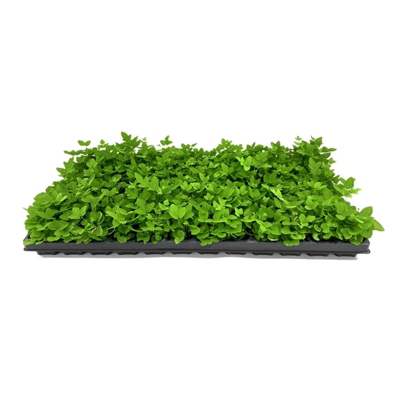 Royal Fern | 10 Live Plants | Osmunda regalis | Decorative Shade-Loving Perennial | Lush Green Foliage for Moist Gardens & Landscapes