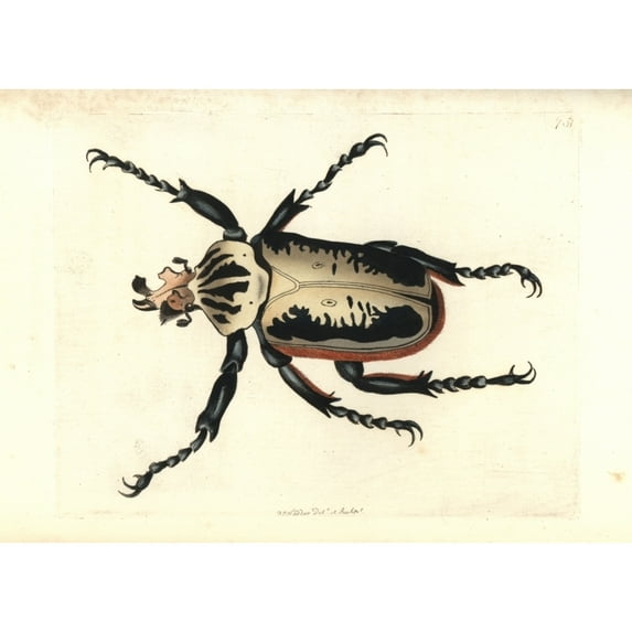 Royal Goliath Beetle, Goliathus Regius Poster Print By ® Florilegius Mary Evans (36 X 24)