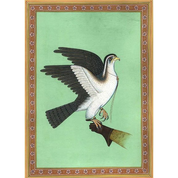 Royal Hawk Used for Falconry