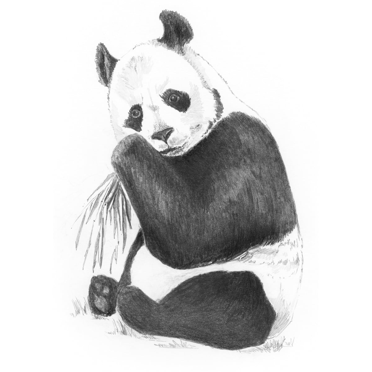 Cute Fat Panda Sit Eating Bamboo Leaf Outline Drawing · Creative Fabrica