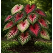 Royal Mix Caladium Bulbs for Planting - Mixed Colors, Stunning Display- Long Blooming Blend 10 Bulbs