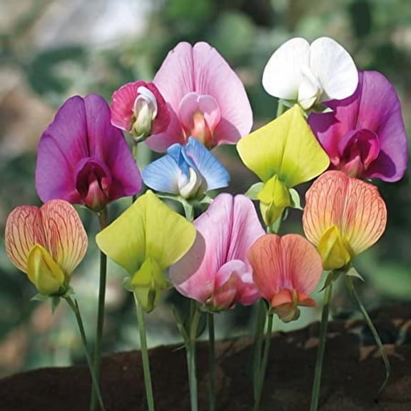 Royal Mix Sweet Pea Seeds for Planting - Stunning Color and Very Fragrant - Ornamental Annual Flower for Garden or Container (200 Seeds)