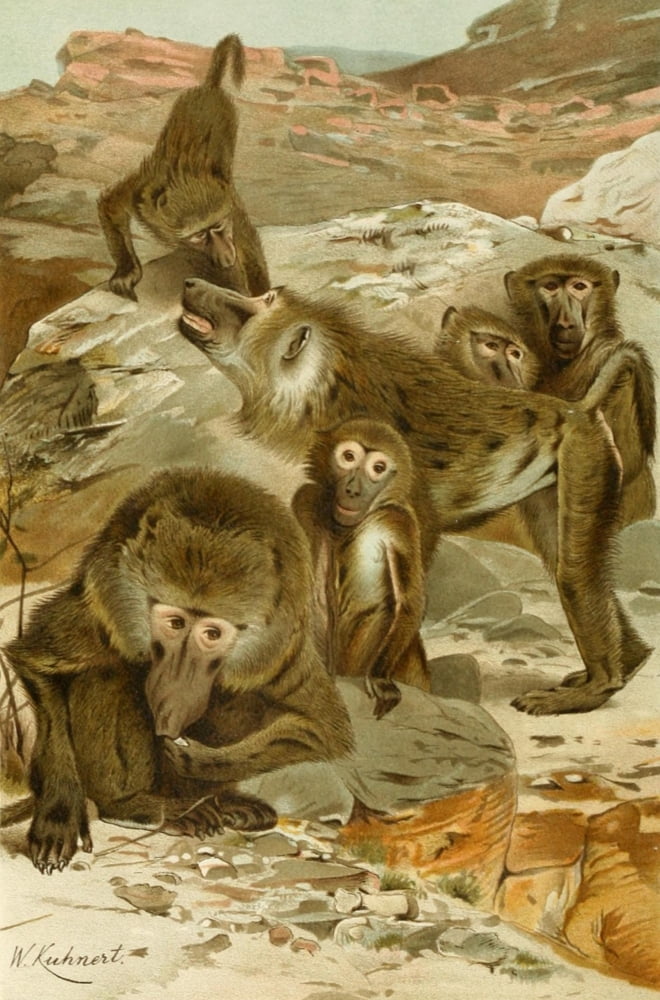 Royal Natural History 1893-1896 Baboons Canvas Art - FW Kuhnert (18 x 24)