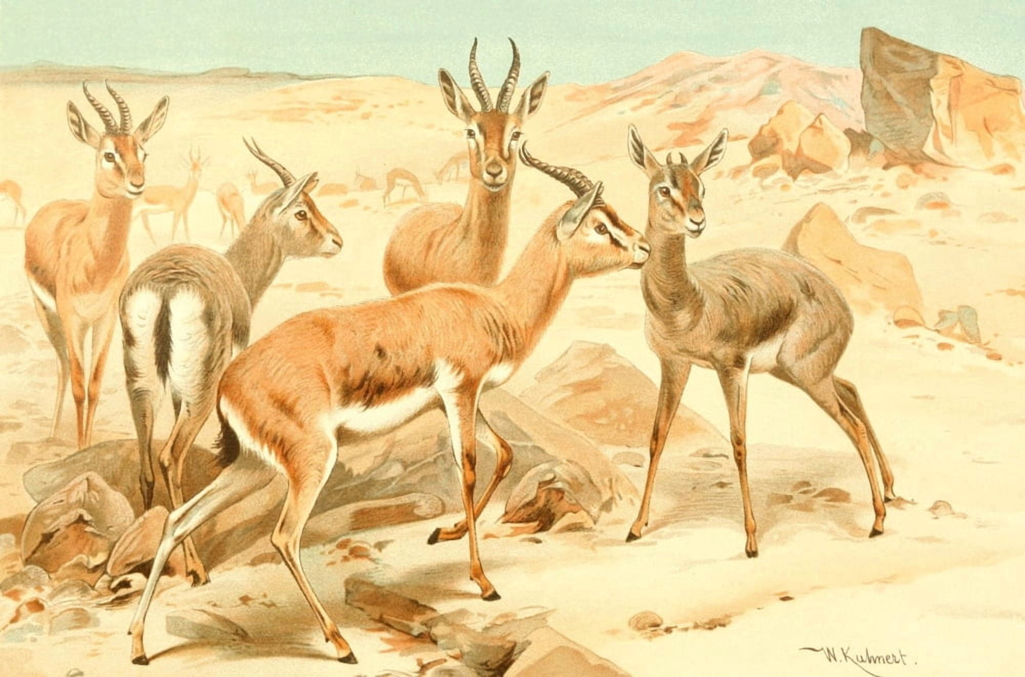 Royal Natural History 1893-1896 Dorcas Gazelle Canvas Art - FW Kuhnert (18 x 24)