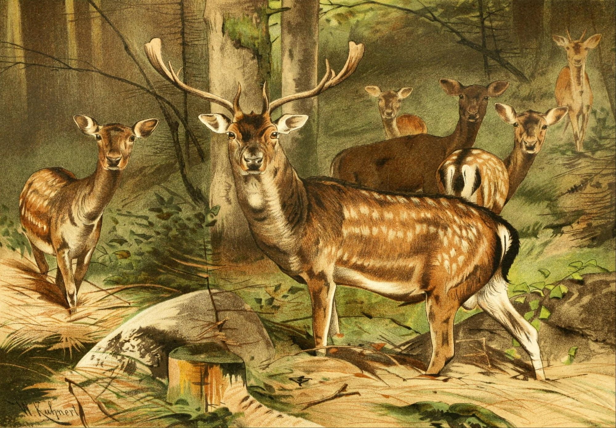 Royal Natural History 1893-1896 Fallow Deer Canvas Art - FW Kuhnert (18 x 24)