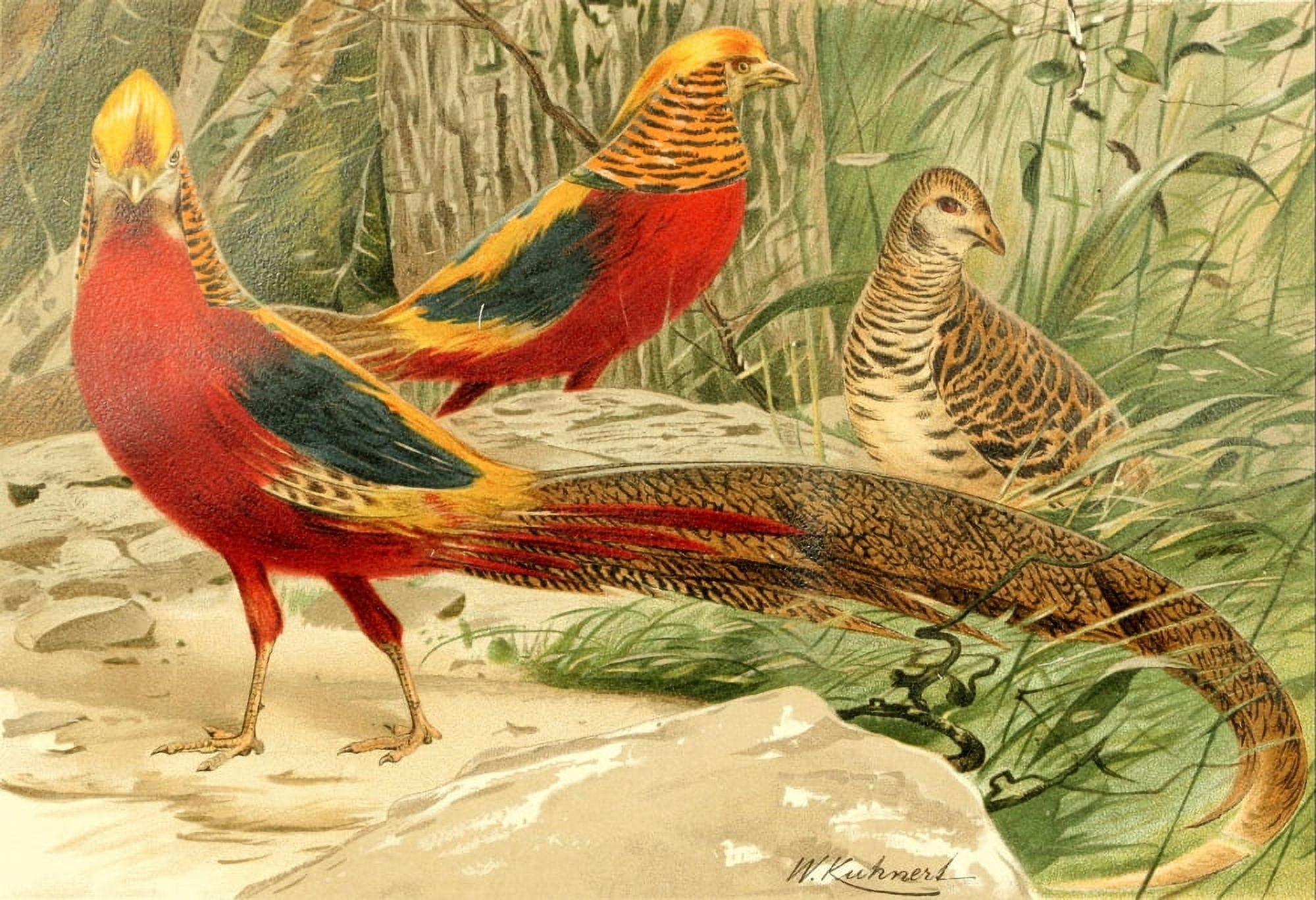 Royal Natural History 1893-1896 Golden Pheasants Canvas Art - FW Kuhnert (18 x 24)