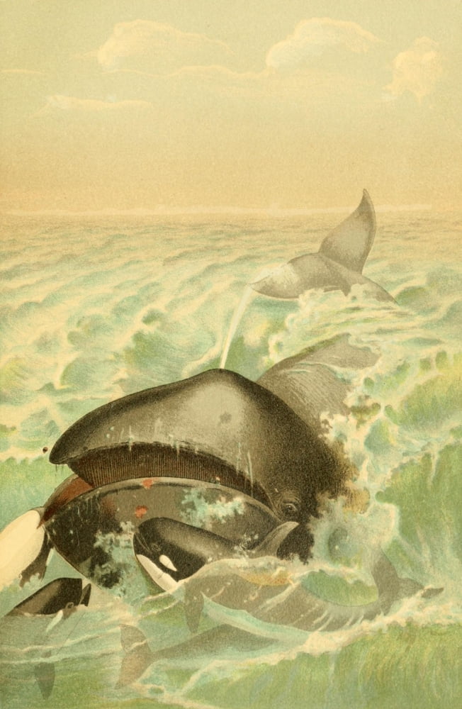 Royal Natural History 1893-1896 Greenland Whale Canvas Art - Unknown (18 x 24)
