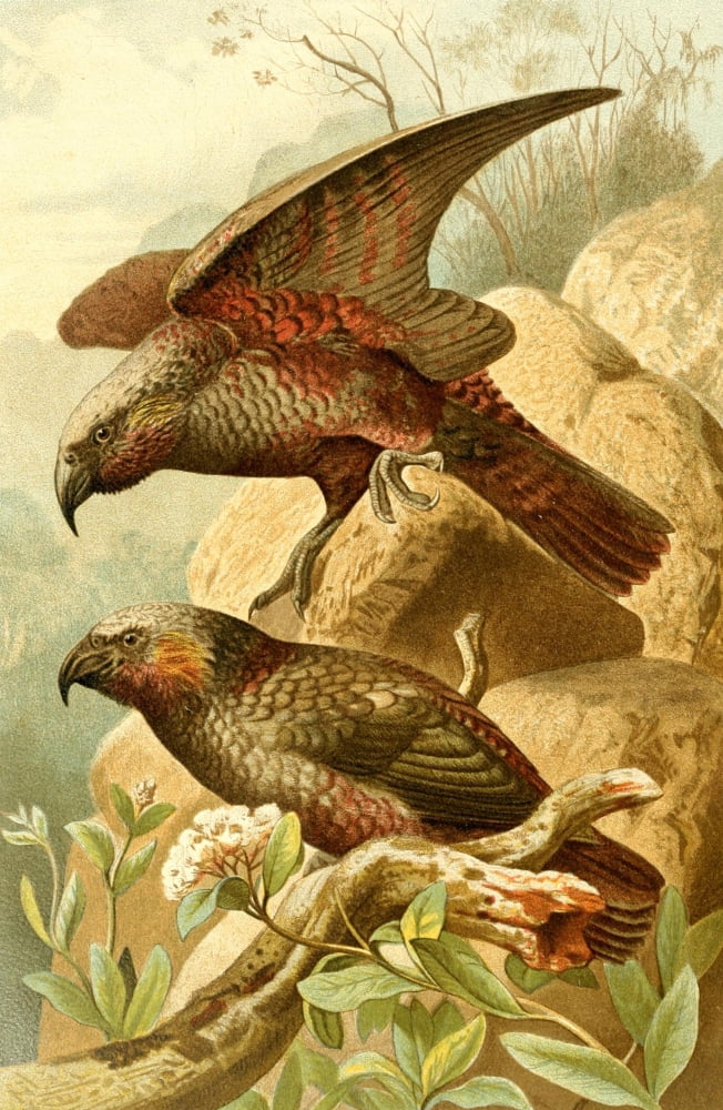 Royal Natural History 1893-1896 Kaka Parrots Canvas Art - Unknown (18 x 24)
