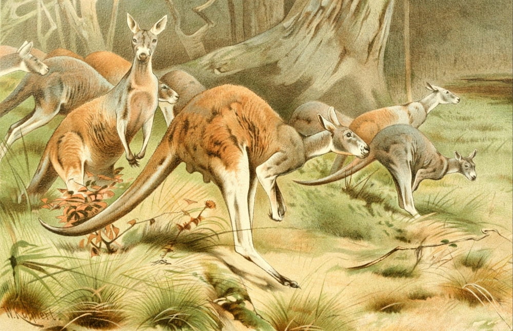 Royal Natural History 1893-1896 Kangaroos Canvas Art - FW Kuhnert (18 x 24)