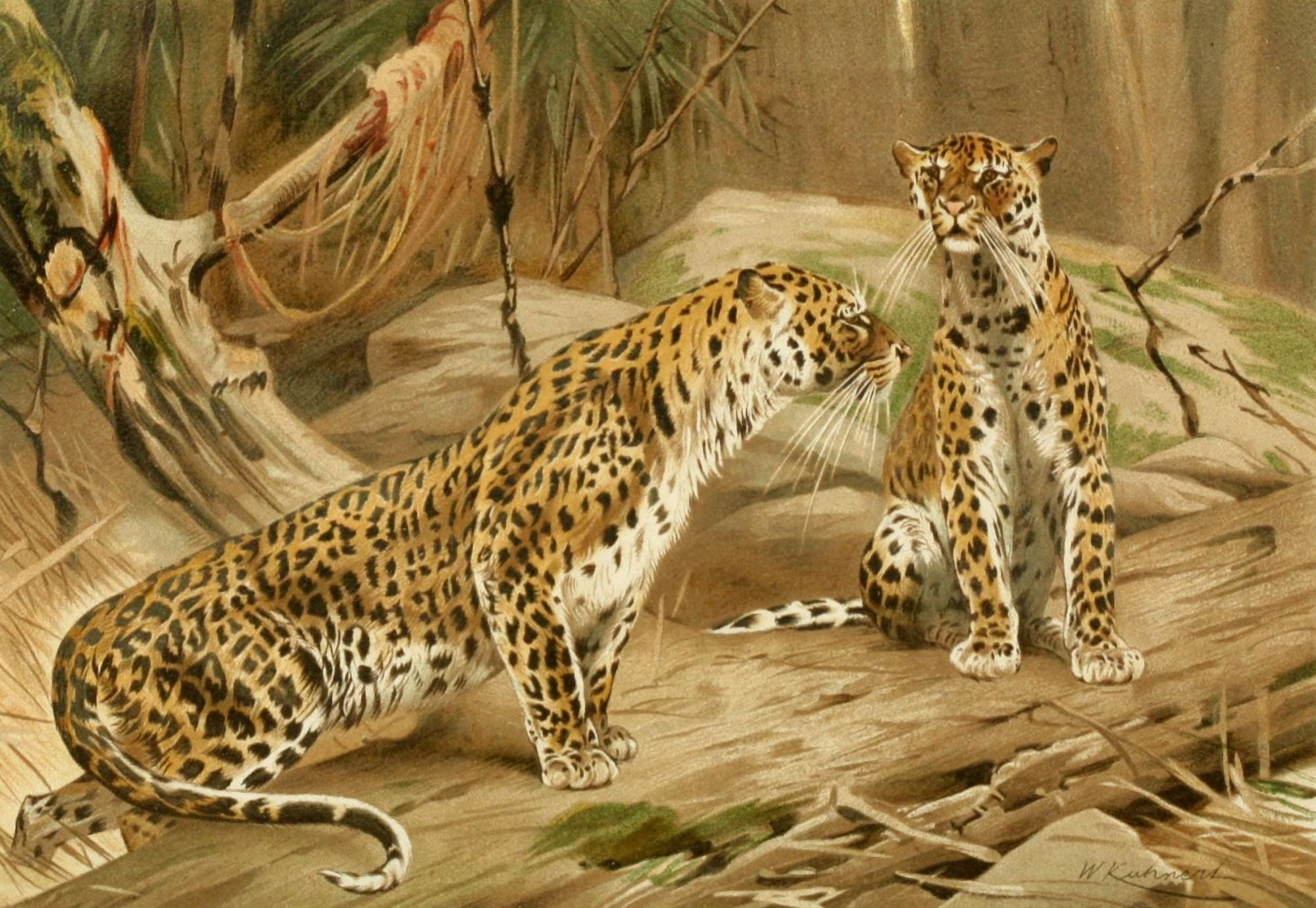 Royal Natural History 1893-1896 Leopards Canvas Art - FW Kuhnert (18 x 24)