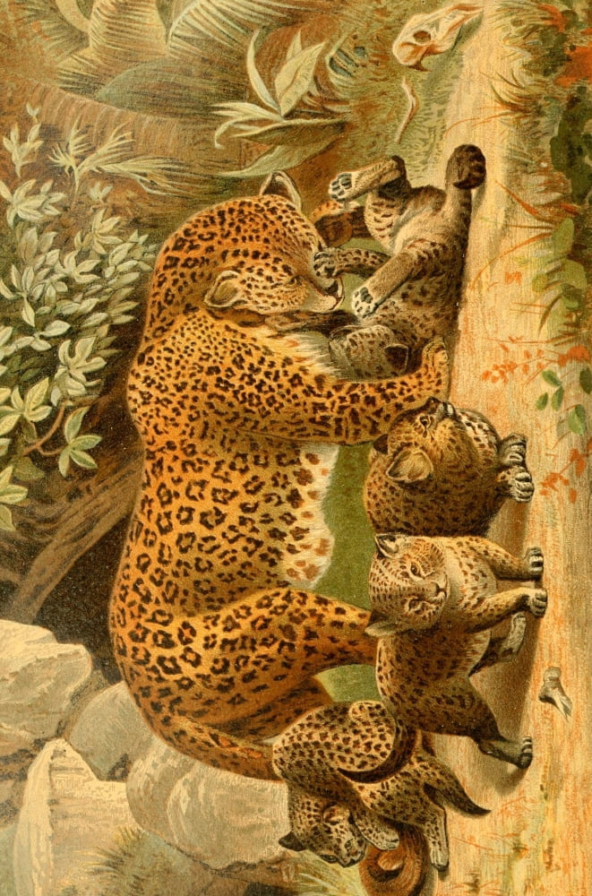 Royal Natural History 1893-1896 Leopards Canvas Art - Unknown (18 x 24)