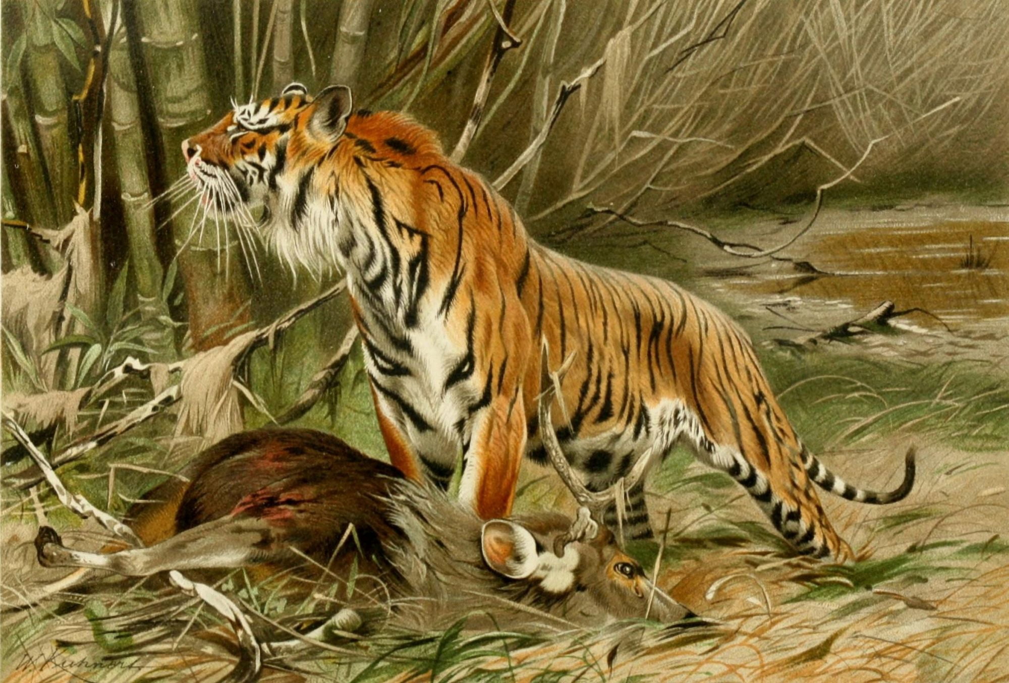 Royal Natural History 1893-1896 Tiger Canvas Art - FW Kuhnert (18 x 24)