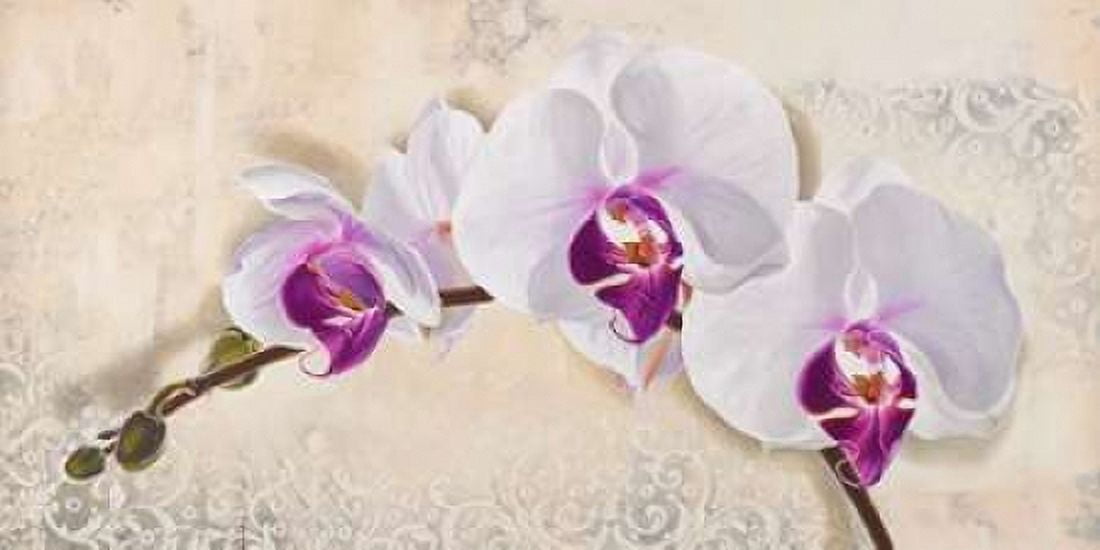 Royal Orchid Canvas Art - Elena Dolci (10 x 20)