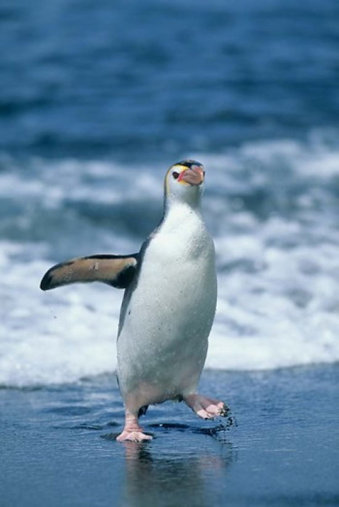 Royal Penguin Macquarie Austalian sub-Antarctic Canvas Art - Kevin Schafer DanitaDelimont (18 x 27)