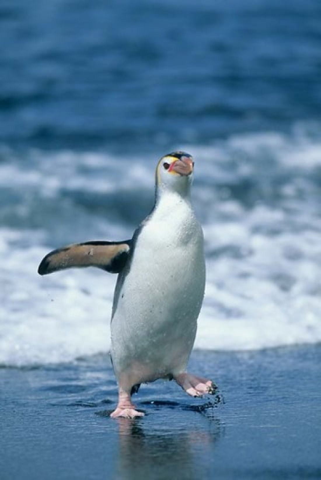 Royal Penguin Macquarie Austalian sub-Antarctic Canvas Art - Kevin Schafer DanitaDelimont (24 x 36)