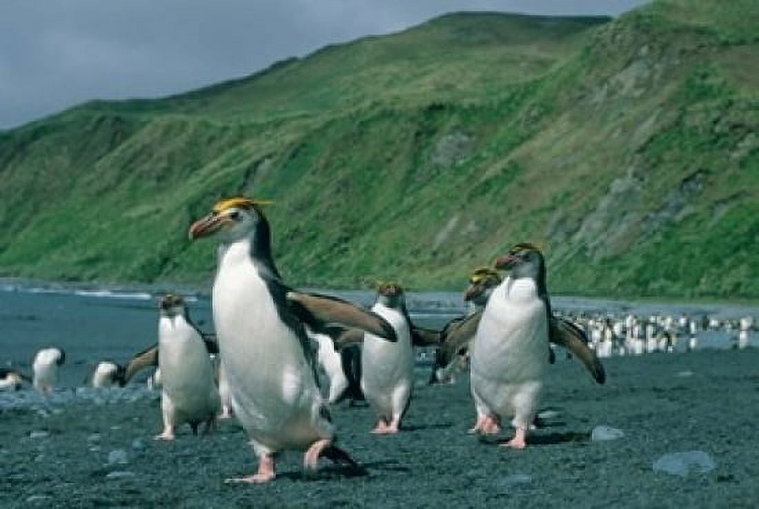 Royal Penguin Macquarie Austalian sub-Antarctic Canvas Art - Kevin Schafer DanitaDelimont (36 x 24)