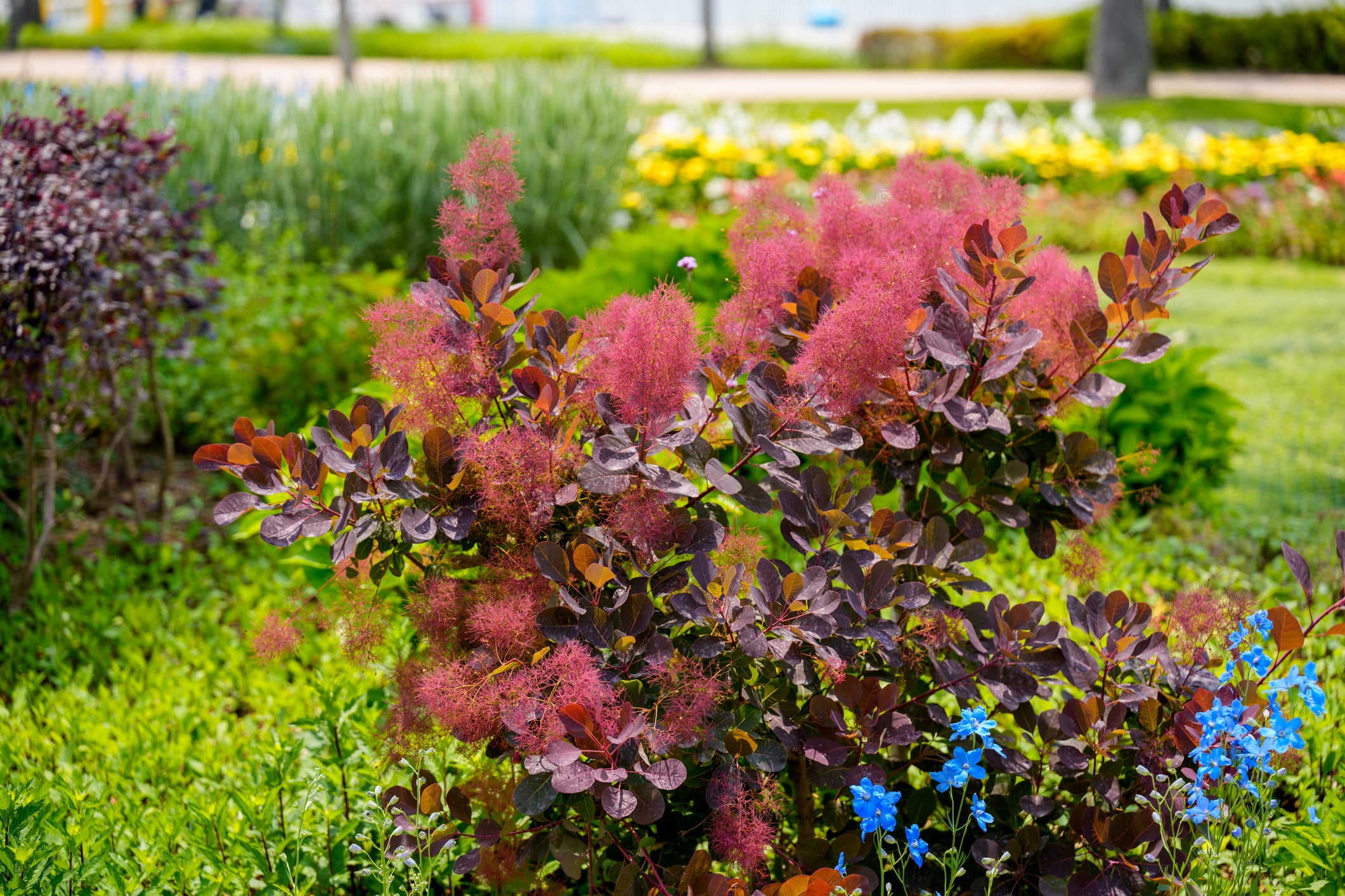 Royal Purple Smoke Bush - Cotinus coggygria - Flowering Shrub - 2.5 ...