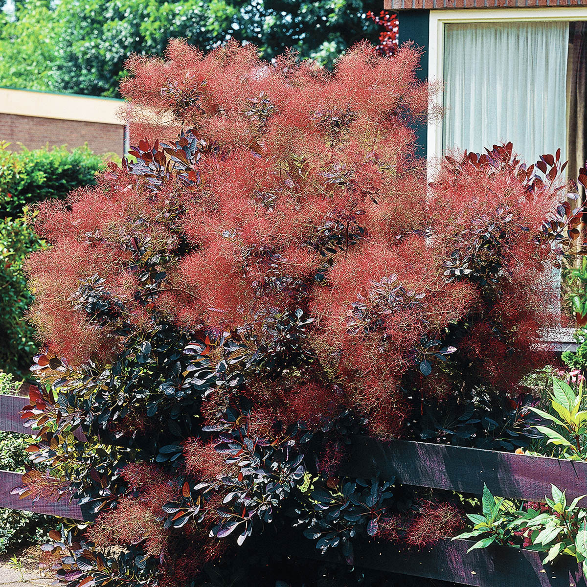 royal-purple-smoke-tree