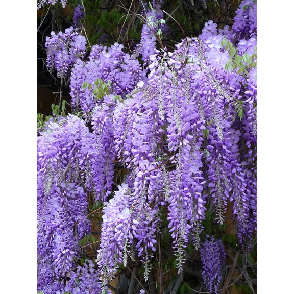 Royal Purple Wisteria - Fragrant Wisteria Live Plant