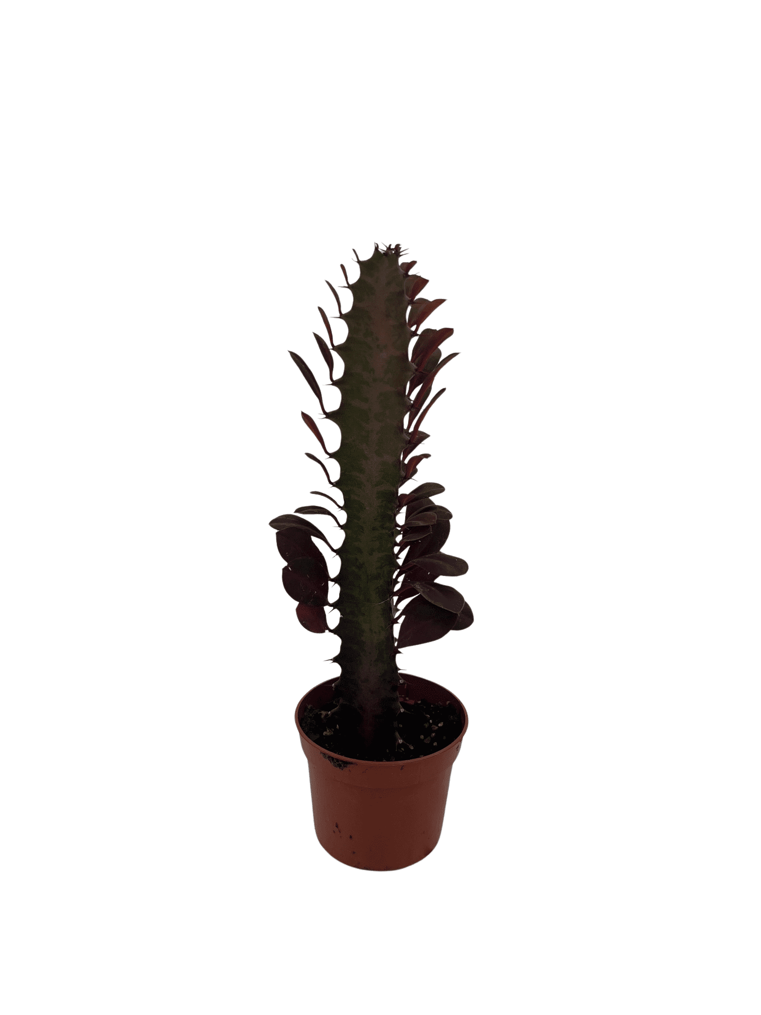 Cactus Pots Euphorbia Trigona, 17cm Pot Size, 55cm Tall, African Milk Tree,  Indoor Houseplant 17cm Plant Pot, image size:1512x2016