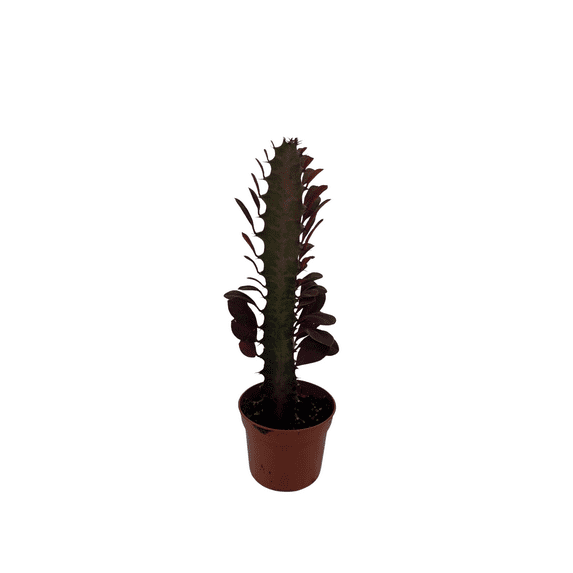Royal Red African Milk Tree - Euphorbia trigona - 2.5" Pot