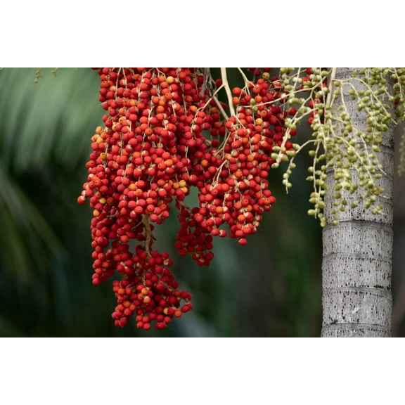 CZ Grain 6 Royal Red Palm Tree Plant Seeds for Planting
