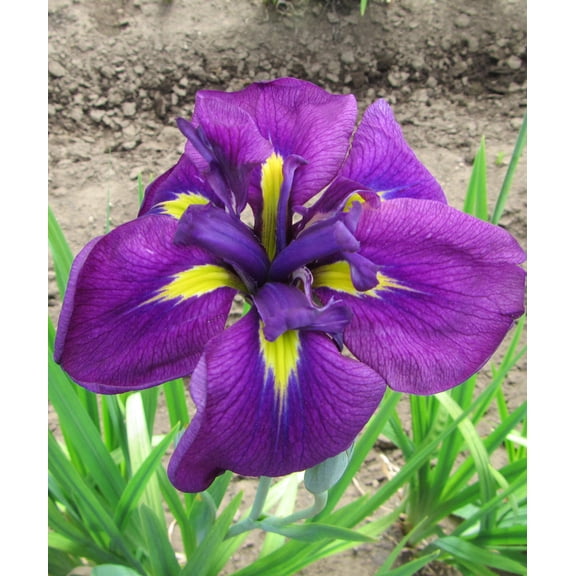 Royal Robes Japanese Iris - 3 root divisions