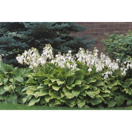Royal Standard Hosta - Fragrant Blooms - Quart Pot