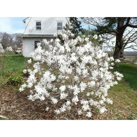 Royal Star Magnolia Tree - Live Plant - ( 1 QT ) - Fragrant White Flowers