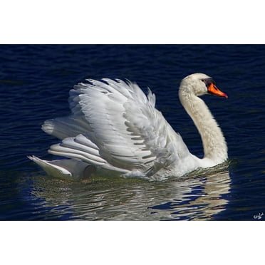 The Royal Swan by Chris Lord Photo Photograph Swan Bird Pictures Wall Decor Beautiful Art Wall Decor Feather Prints Wall Art Nature Wildlife Animal Bird Prints Cool Wall Art Print Poster 12x18