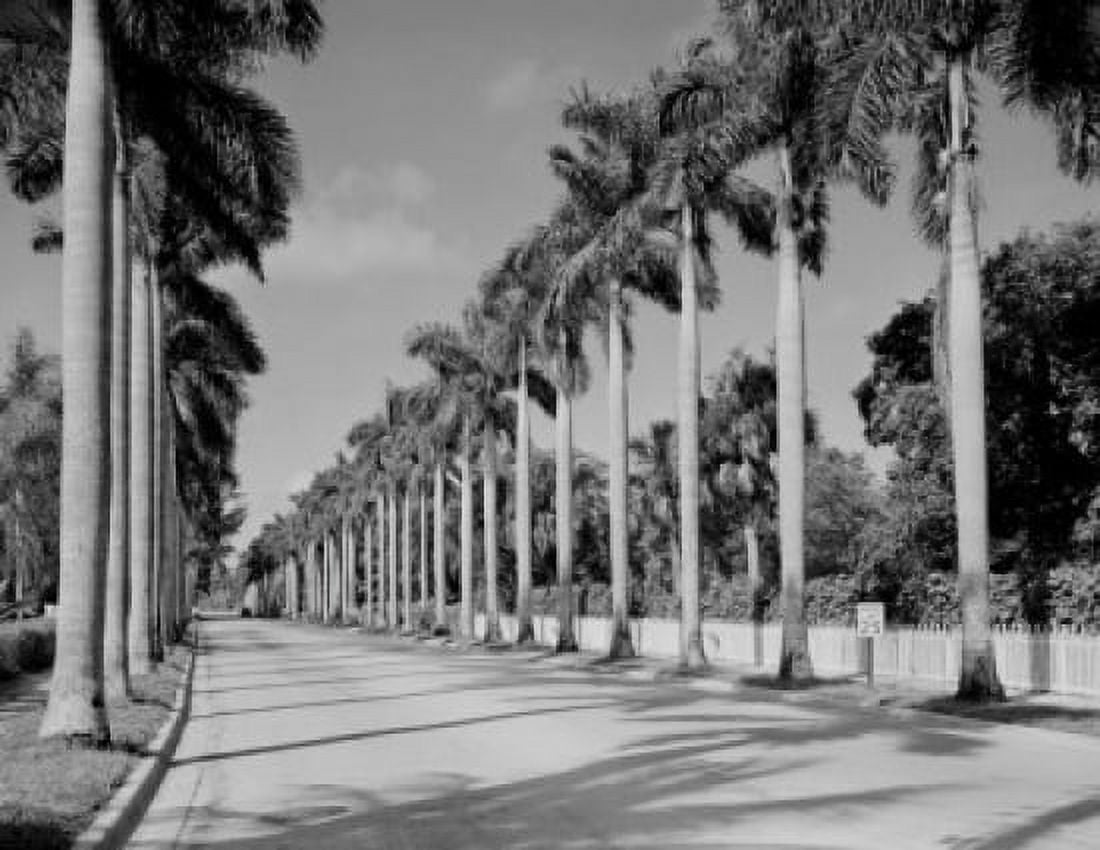 Royal palm trees along road Canvas Art - (18 x 24)